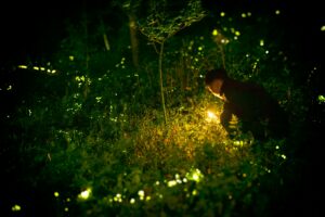 the magic of fireflies