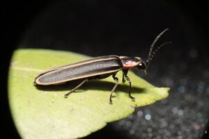 firefly on a leaf